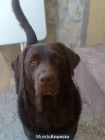 BUSCO PERRA LABRADORA COLOR CHOCOLATE O NEGRA PARA CRUZAR... - mejor precio | unprecio.es