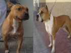 cachorros american stafforshire terrier - mejor precio | unprecio.es