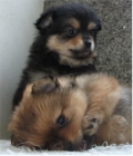 cachorros pomerania - mejor precio | unprecio.es