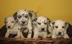 dalmatas cachorros de raza