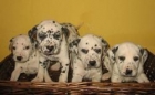 dalmatas cachorros de raza - mejor precio | unprecio.es
