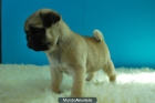 Disponible camada de Carlino Pug, primera calidad - mejor precio | unprecio.es