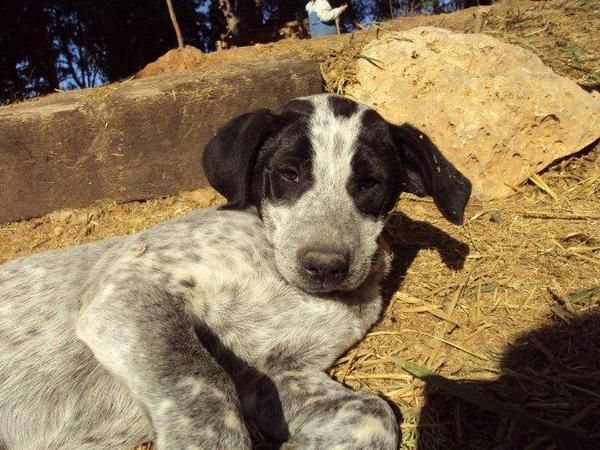 GAIA, cachorrita sin hogar--     Buscamos un hogar para ella--ADOPTA!!---VALENCIA