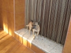pendo preciosa perrita chiguagua - mejor precio | unprecio.es