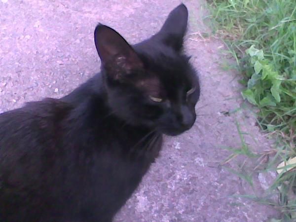 preciosa gatita negra busca hogar