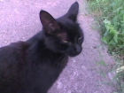 preciosa gatita negra busca hogar - mejor precio | unprecio.es