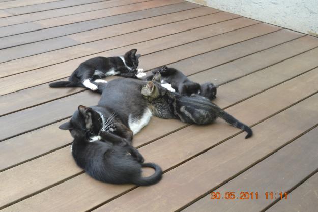 Regalo gatitos