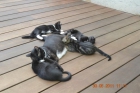 Regalo gatitos - mejor precio | unprecio.es