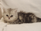 Se vende gatito persa chinchilla - mejor precio | unprecio.es