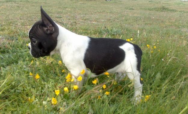 Bulldog Frances ven a verlos en persona!!