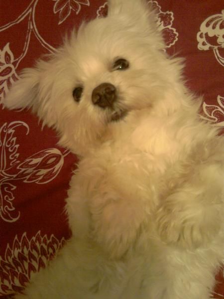 busco novia!