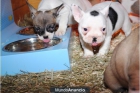 Cachorros bulldog frances pra su la adopcion - mejor precio | unprecio.es