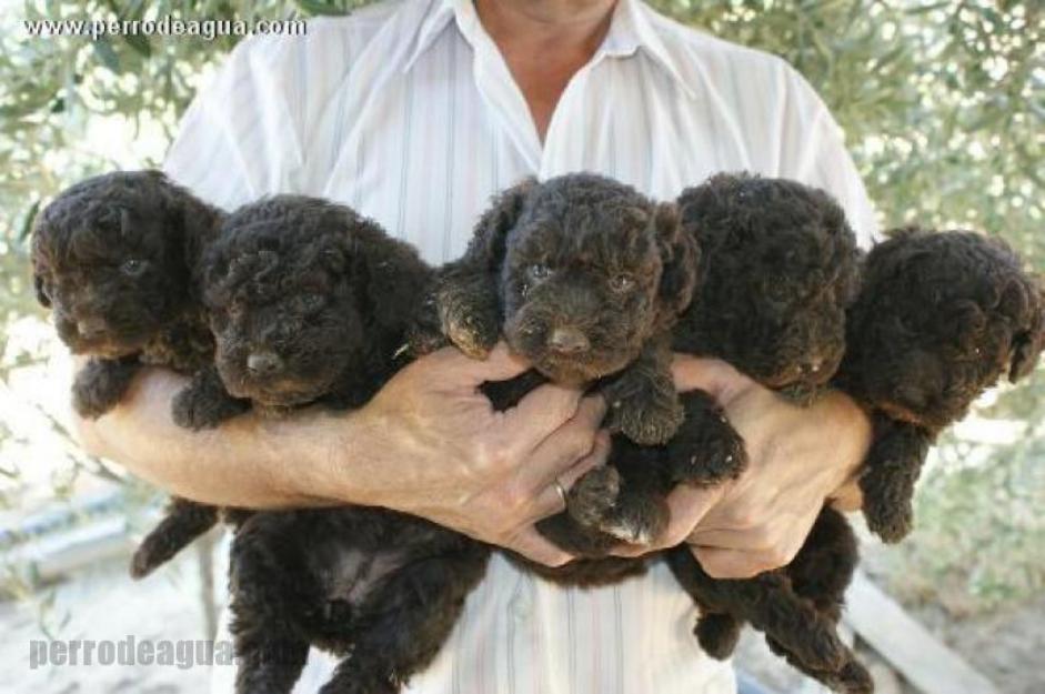 Cachorros de Perro de aguas Español