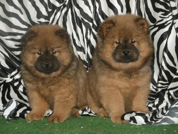 Chow Chow, cachorros de gran pureza