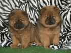 Chow Chow, cachorros de gran pureza - mejor precio | unprecio.es