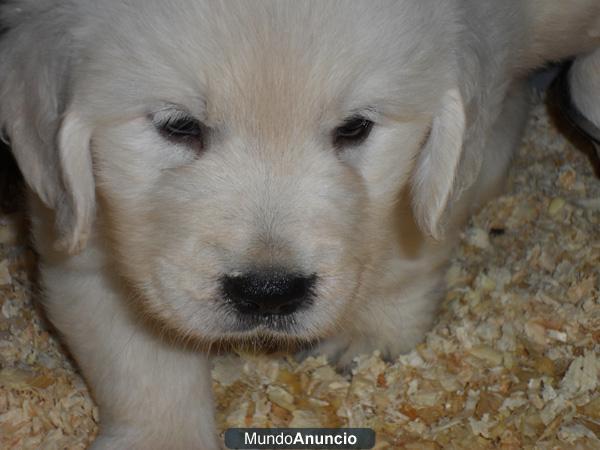 Golden retriever de maximas garantias