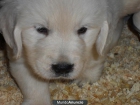 Golden retriever de maximas garantias - mejor precio | unprecio.es