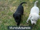 Labradores con la documentacion en mano , se pueden ver son alucinantes y diferentes precios - mejor precio | unprecio.es