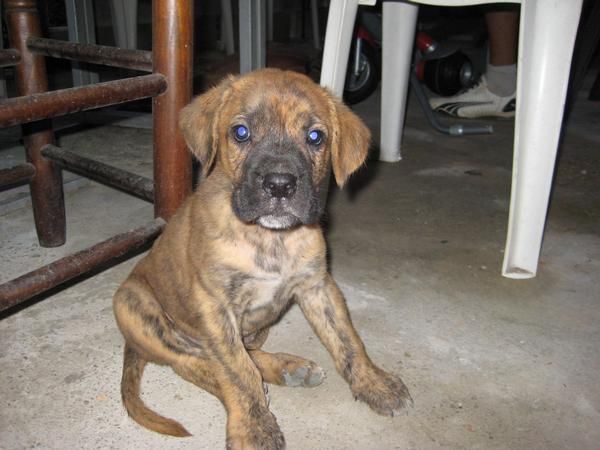 REGALO CACHORRITO CRUCE DE BOXER