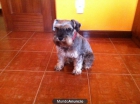 se regala schnauzer - mejor precio | unprecio.es