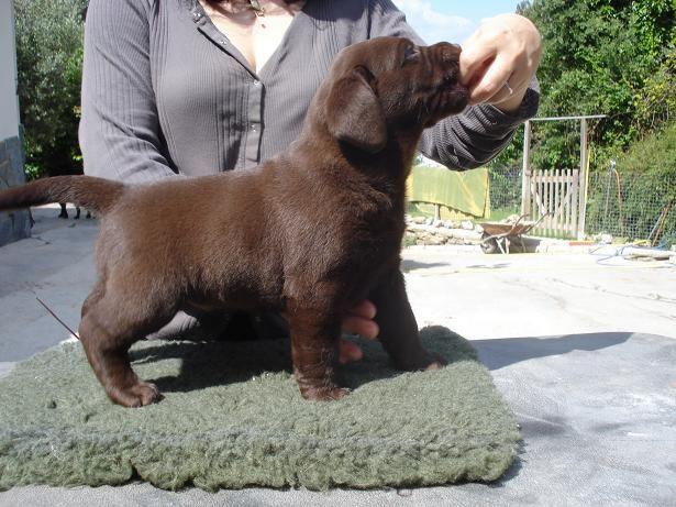 Urge vender labrador.
