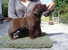 Urge vender labrador. - mejor precio | unprecio.es