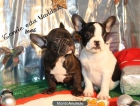 ¡ bulldog frances, Regala alegría! - mejor precio | unprecio.es