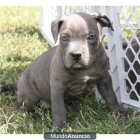 american pitbull blue nose gratis - mejor precio | unprecio.es