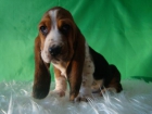 Basset Hound listos para entregar - mejor precio | unprecio.es
