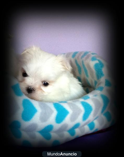 bichon maltes miniaturas