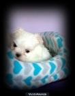 bichon maltes miniaturas - mejor precio | unprecio.es
