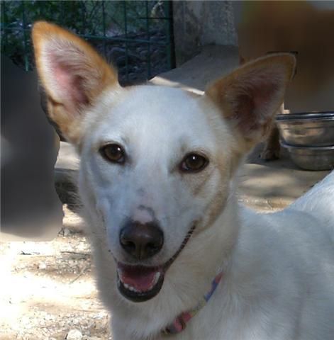 BLANCA - creció sola en un campo. ¿quieres darle un hogar