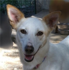 BLANCA - creció sola en un campo. ¿quieres darle un hogar - mejor precio | unprecio.es