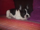 Bulldog frances - mejor precio | unprecio.es