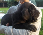 Dogos Alemanes Alzaydum - mejor precio | unprecio.es