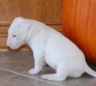 Este perrito está listo para el viaje (CACHORRO DE BULLTERRIER DURANTE NAVIDAD) - mejor precio | unprecio.es