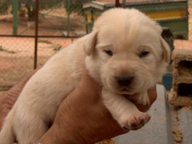 excelentes labradores