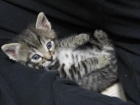GATITO DE 2 MESES - mejor precio | unprecio.es