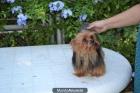 HEMBRA ADULTA DE YORKSHIRE TERRIER - mejor precio | unprecio.es