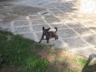REGALO PERRITO - mejor precio | unprecio.es