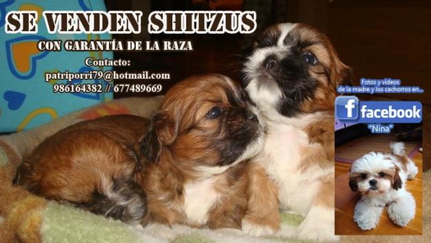 SE VENDEN SHITHZUS TRICOLOR