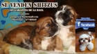 SE VENDEN SHITHZUS TRICOLOR - mejor precio | unprecio.es