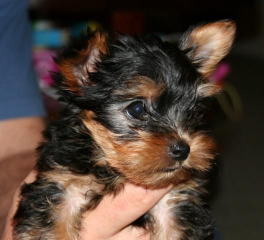 YORKSHIRE MINI TOY CON
