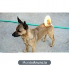 Regalo Perro de tamaño pequeño - mejor precio | unprecio.es