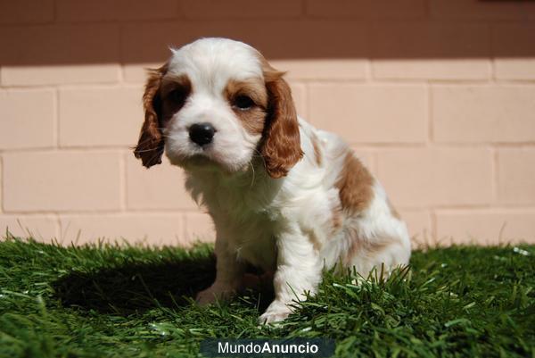 CAVALIER KING CHARLES EXCELENTE COMPAÑIA