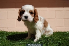 CAVALIER KING CHARLES EXCELENTE COMPAÑIA - mejor precio | unprecio.es