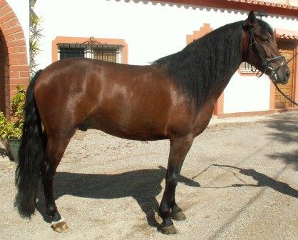 ANUNCIO POTROS PRE PARA LA VENTA