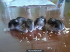 Casi regalado, 6 hamsters rusos - mejor precio | unprecio.es
