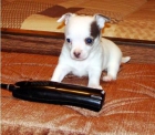 Encantador Chihuahua cachorros a la venta - mejor precio | unprecio.es