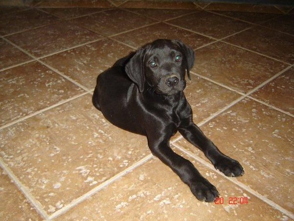 LABRADORES NEGROS, CHOCOLATE Y CANELAS